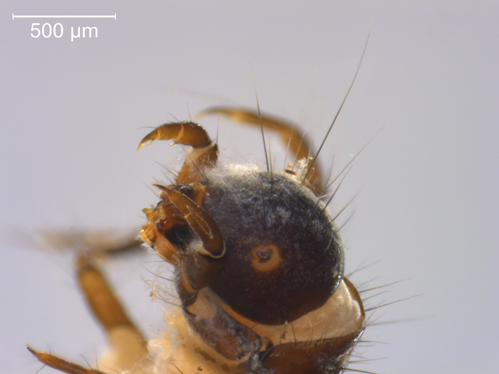 Limnephilus auricula